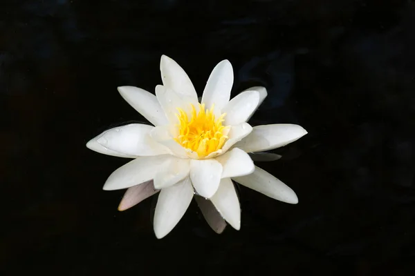 Flor de lírio de água branca em lagoa escura — Fotografia de Stock