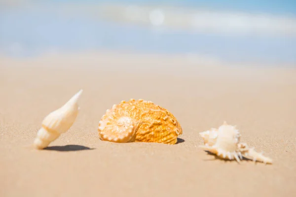 Sea shellsl on sand beach — Stock Photo, Image
