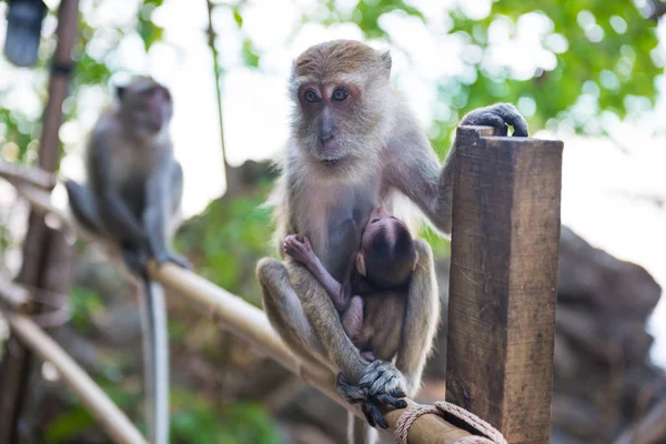 Macaco macaco com bebê — Fotografia de Stock