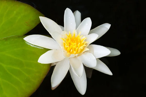 Lys blanc fleur dans un étang sombre — Photo