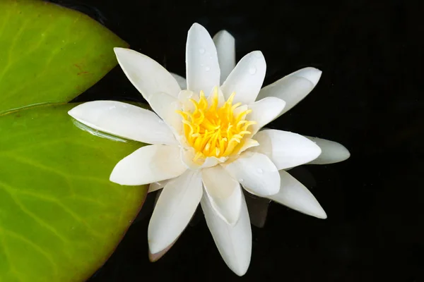 Weiße Seerosenblüte im dunklen Teich — Stockfoto