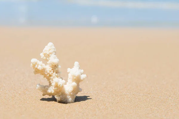 Weiße Korallen am Sandstrand — Stockfoto