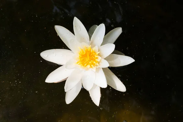 Weiße Seerosenblüte im dunklen Teich — Stockfoto