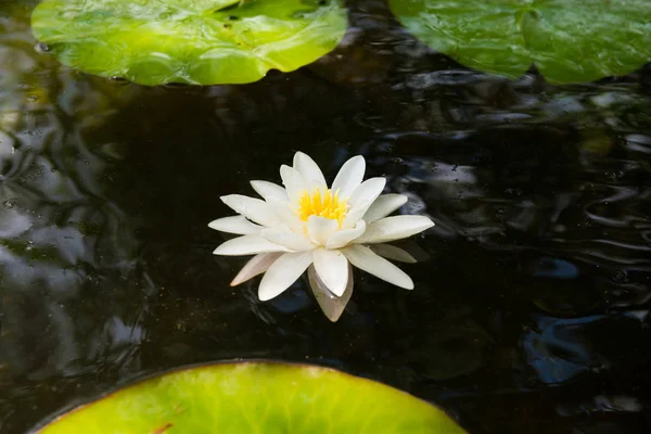 어두운 연못에서 흰 수련 꽃 — 스톡 사진