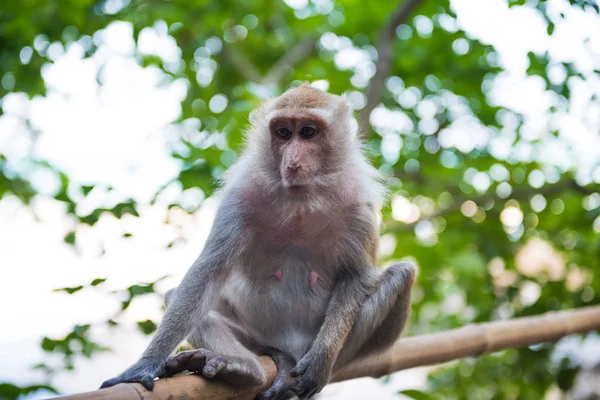 Oturan yetişkin makak maymun — Stok fotoğraf