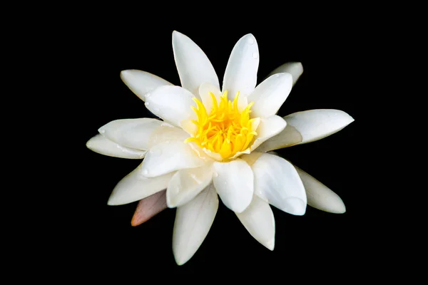 White water lily flower in dark pond — Stock Photo, Image