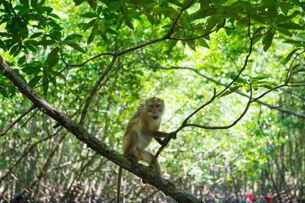 Mangrov ağacında oturan Macak maymunu — Stok fotoğraf
