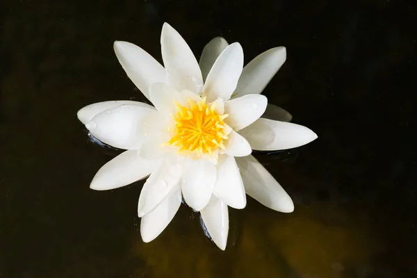 Weiße Seerosenblüte im dunklen Teich — Stockfoto