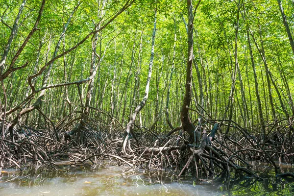 Bosque tropical de manglares — Foto de Stock