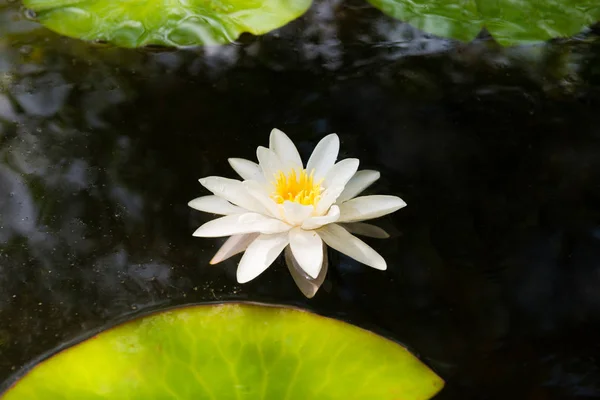 Flor de lírio de água branca em lagoa escura — Fotografia de Stock