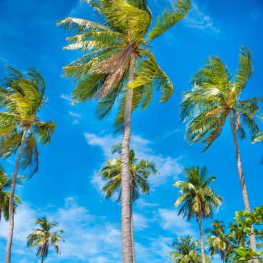 Hindistan cevizi palmiyeli tropik orman