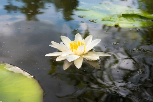 Flor de lirio de agua blanca en estanque oscuro — Foto de Stock