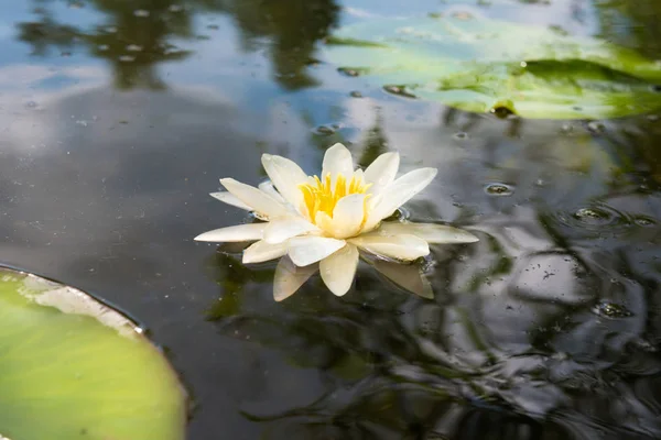 Vit näckros blomma i mörk damm — Stockfoto