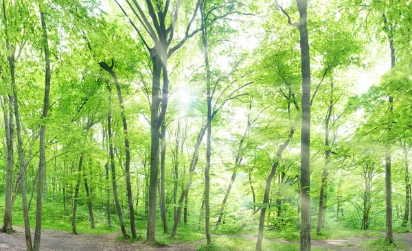 Green forest landscape panorama — Stock Photo, Image