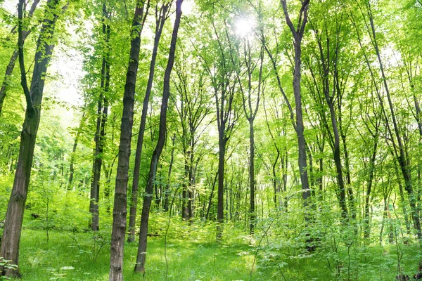 Floresta verde com árvores — Fotografia de Stock