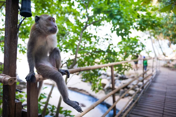 Sittande vuxen makak Monkey — Stockfoto