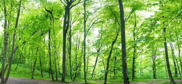 Зелений ліс пейзажна панорама — стокове фото