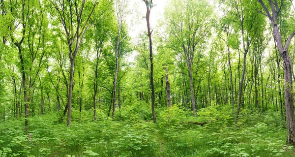 Grön skogslandskap Panorama — Stockfoto