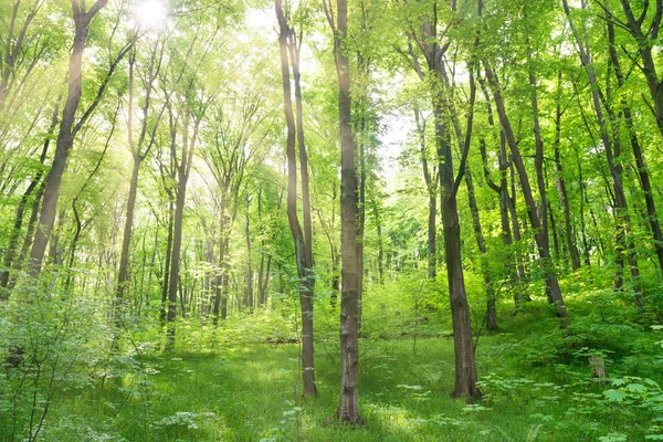 Grüner Wald mit Bäumen — Stockfoto