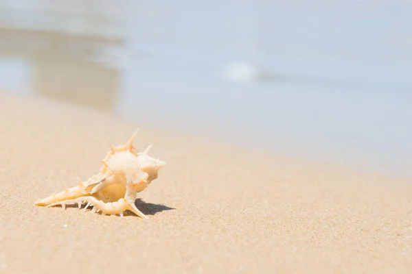 Біла морська мушля на піщаному пляжі — стокове фото