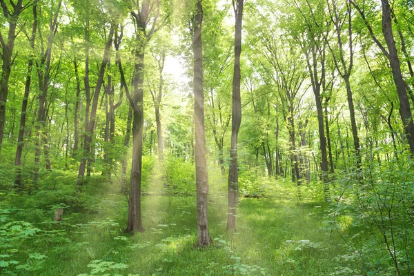 Grön skog med träd — Stockfoto