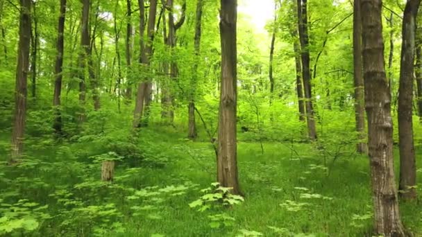 Clipe Floresta Verde Com Árvores Luz Sol Passando Por Folhas — Vídeo de Stock