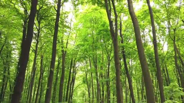 Clip Van Groen Bos Met Bomen Zonneschijn Die Doorbladeren Gaan — Stockvideo