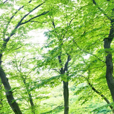 Ağaçlı yeşil orman