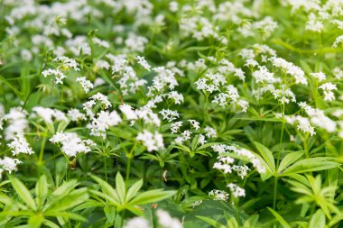 Beyaz kır çiçekleri doku