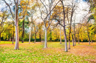 Yeşil yapraklı yeşil çimenli sonbahar parkı