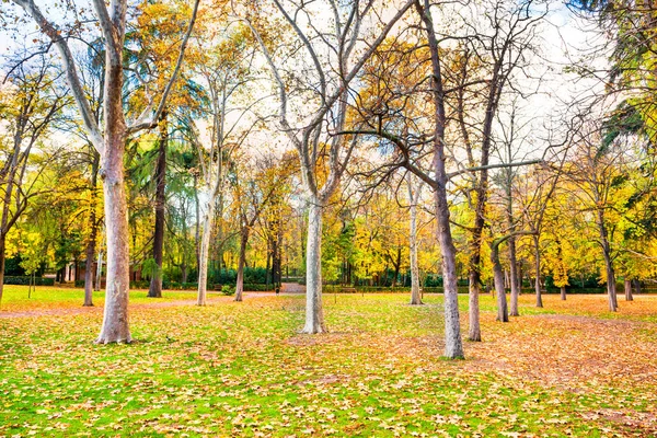 Yeşil yapraklı yeşil çimenli sonbahar parkı