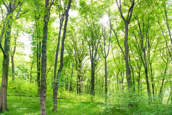 Floresta verde com árvores — Fotografia de Stock