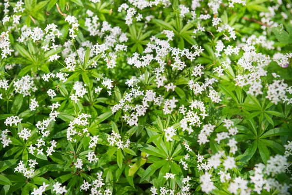 白い野生の花のテクスチャ — ストック写真