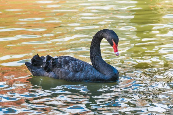 Svart svan simmar i dammen — Stockfoto
