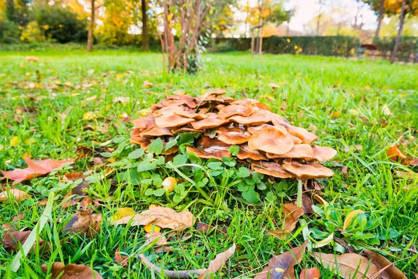 Grupo de cogumelos agáricos de mel no parque de cidade — Fotografia de Stock