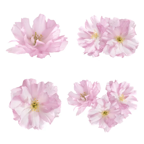 Roze Bloemen Geïsoleerd Witte Achtergrond Floral Set Van Vier Bloemen — Stockfoto