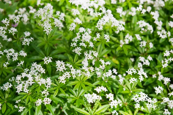 白い野生の花のテクスチャ — ストック写真