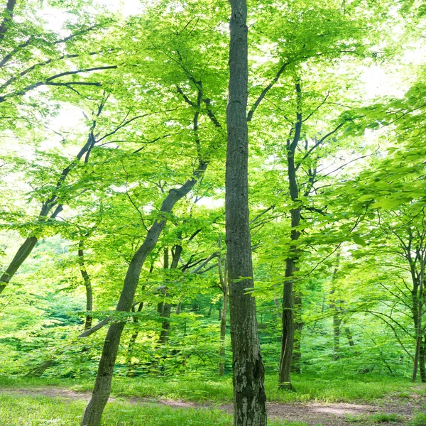 Ağaçlı yeşil orman — Stok fotoğraf