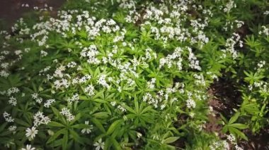 Yabani beyaz çiçeklerile alan görünümü yukarıda. 4k klip