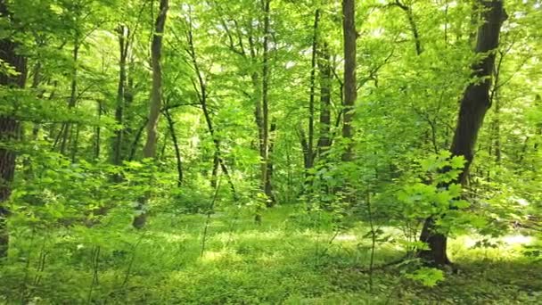 木々と太陽の光が葉を通過する緑の森の4Kクリップ — ストック動画