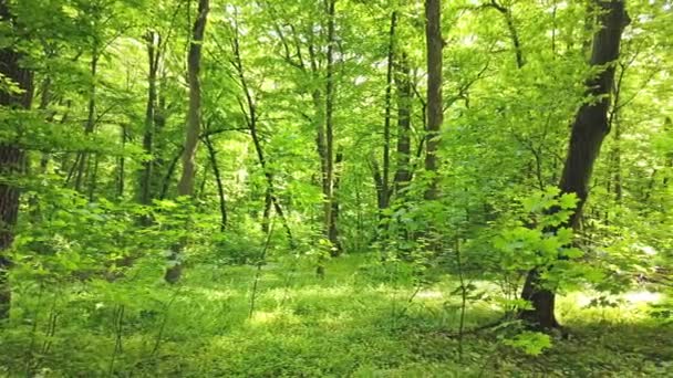 Clip Foresta Verde Con Alberi Luce Del Sole Che Attraversa — Video Stock