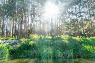 Güzel bir gün ile yeşil orman