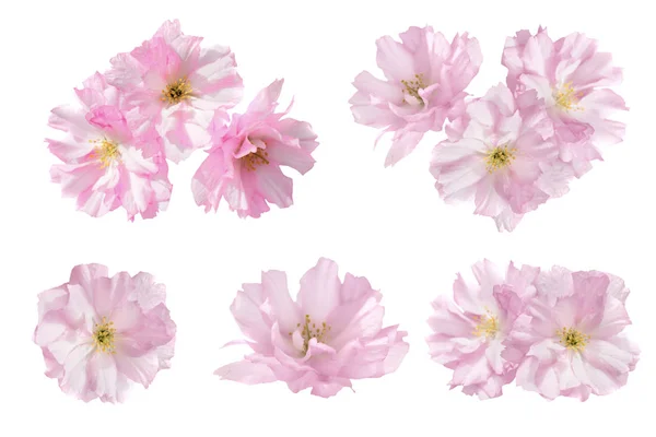 Roze Bloemen Geïsoleerd Witte Achtergrond Floral Set Van Vijf Bloemen — Stockfoto