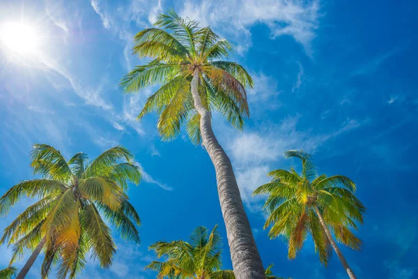 Palm trees on blue sky background — Stock Photo, Image