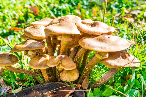 Grupa miodowo-agarowych grzybów — Zdjęcie stockowe