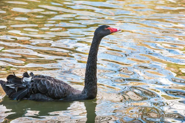 Cisne negro nadando en estanque —  Fotos de Stock