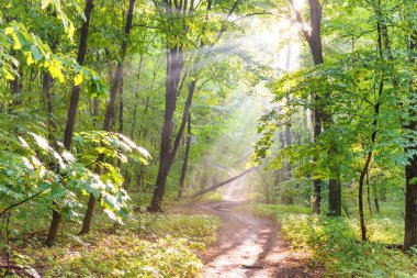 Sisin içinde yeşil orman ve güneş ışığı
