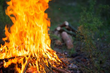 Ormanda şenlik ateşi