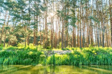 Güzel bir gün ile yeşil orman