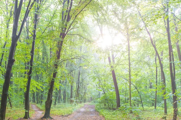Zöld erdő és napsütés a ködben — Stock Fotó